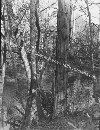 TREE WITH TREE CREEPER ROOSTS